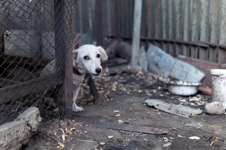 La peur chez le chien : Comment l’aider à surmonter ses craintes ?