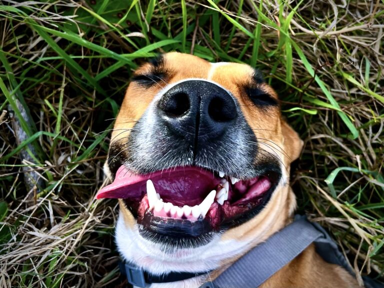 Préparer votre chien à une vie sereine grâce à des exercices simples de PNL
